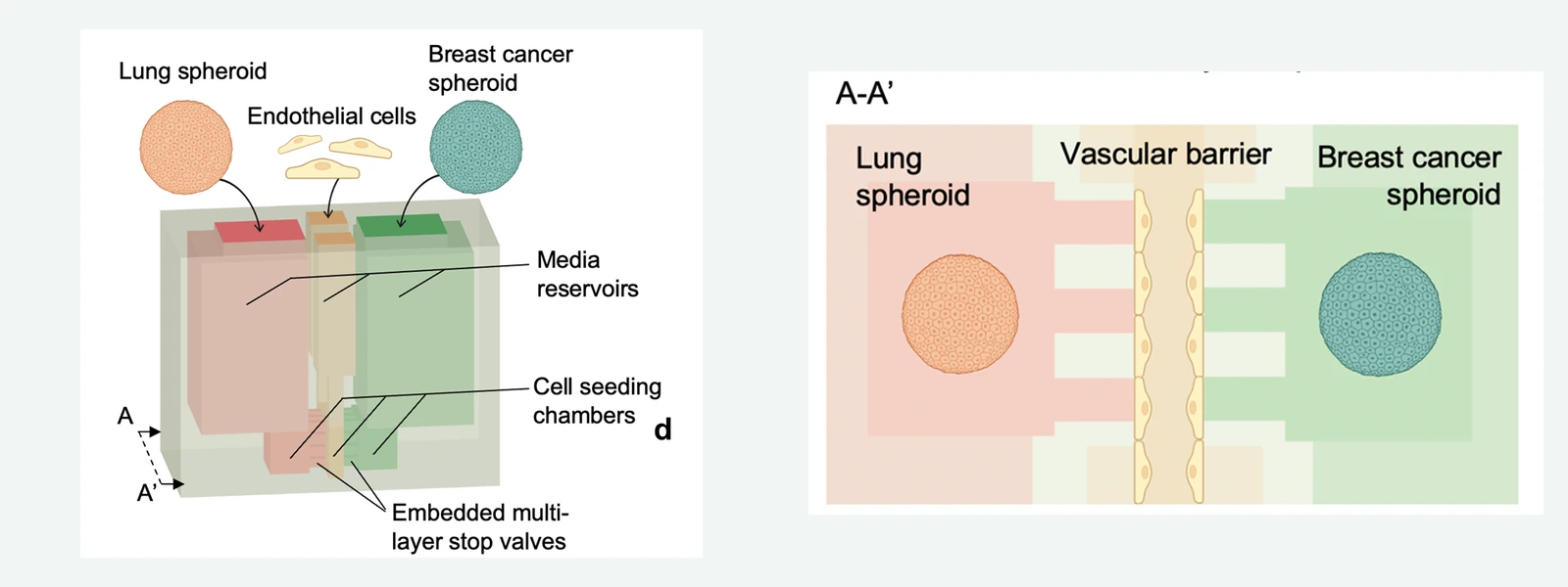 Multi-compartment organ-on-chip schematic with spheroids and an endothelial vascular barrier