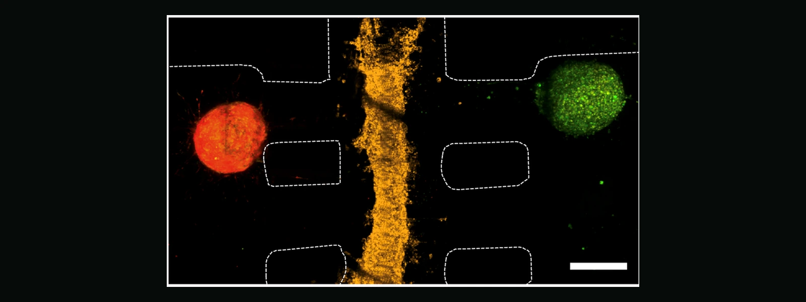 Fluorescent co-culture image with two spheroids separated by an endothelial vascular barrier