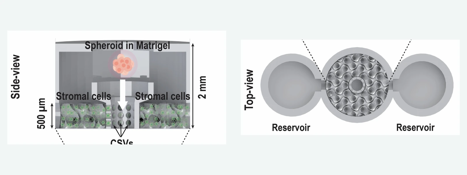 Side and top views of an organ-on-chip device with spheroid, stromal cells, reservoirs, and capillary stop valves